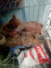 Chila pigeon